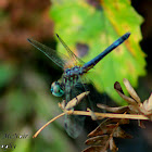 Blue Dasher Dragonfly