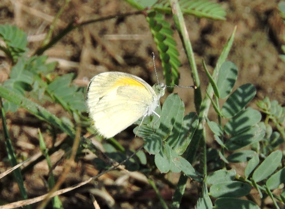 Dainty Sulphur Butterfly