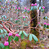 Rhododendron