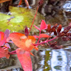 St. John's Wort