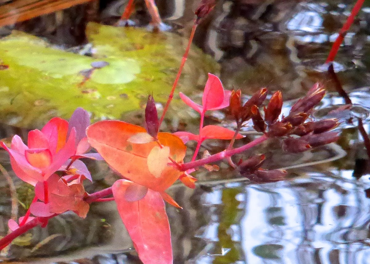 St. John's Wort