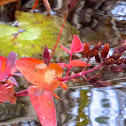 St. John's Wort