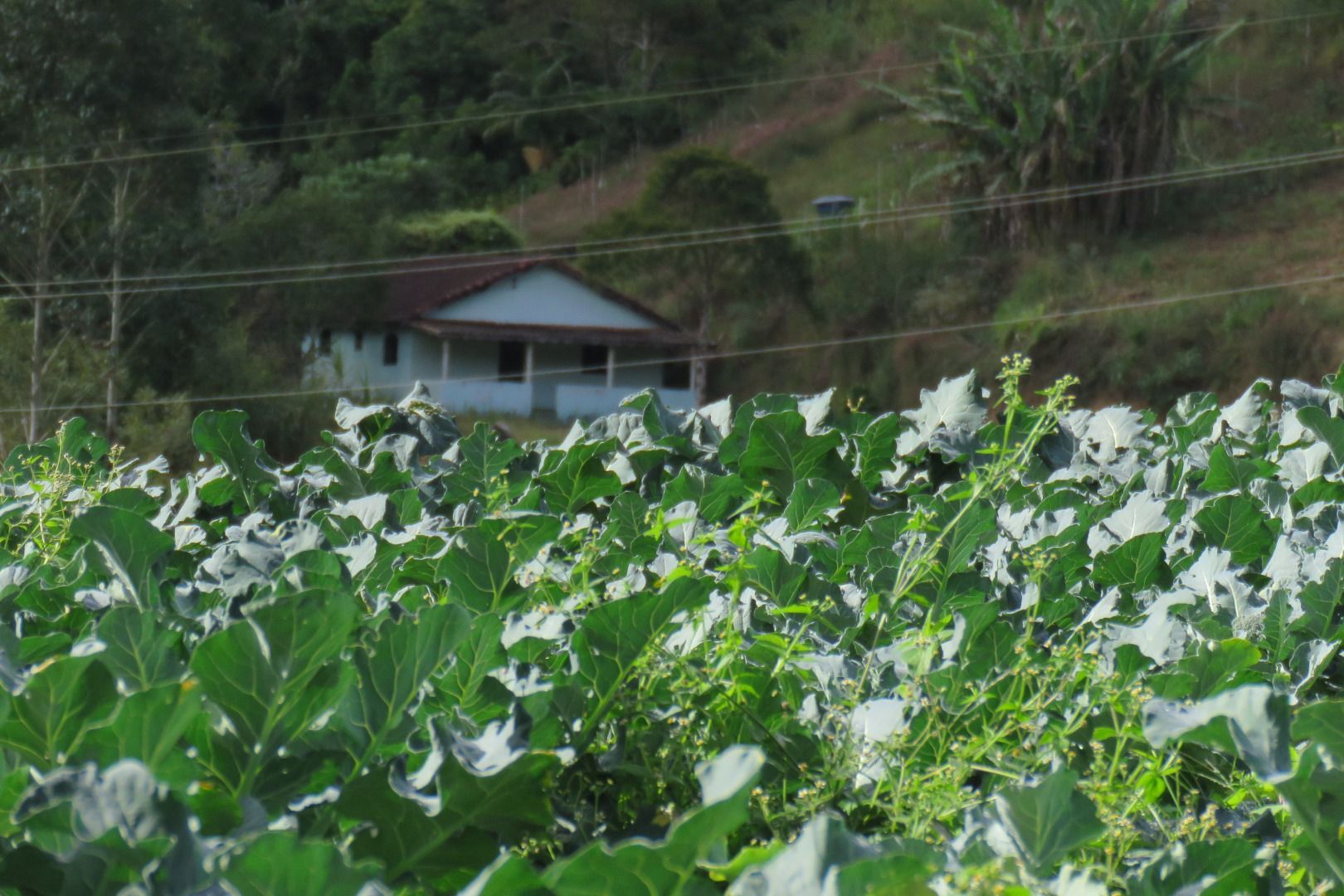 Fazenda / Sítio à venda em Stucky, Nova Friburgo - RJ - Foto 3