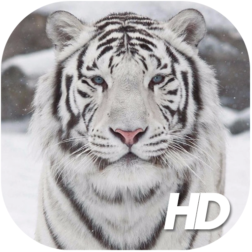 Tigre Blanco Fondos de Pantalla HD APK Descargar para Windows - La última  versión 1.0