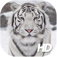 White Tiger Wallpaper HD