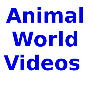 Download Animal life and Nature video, Animal world HDVideo For PC Windows and Mac