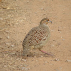 Grey Francolin