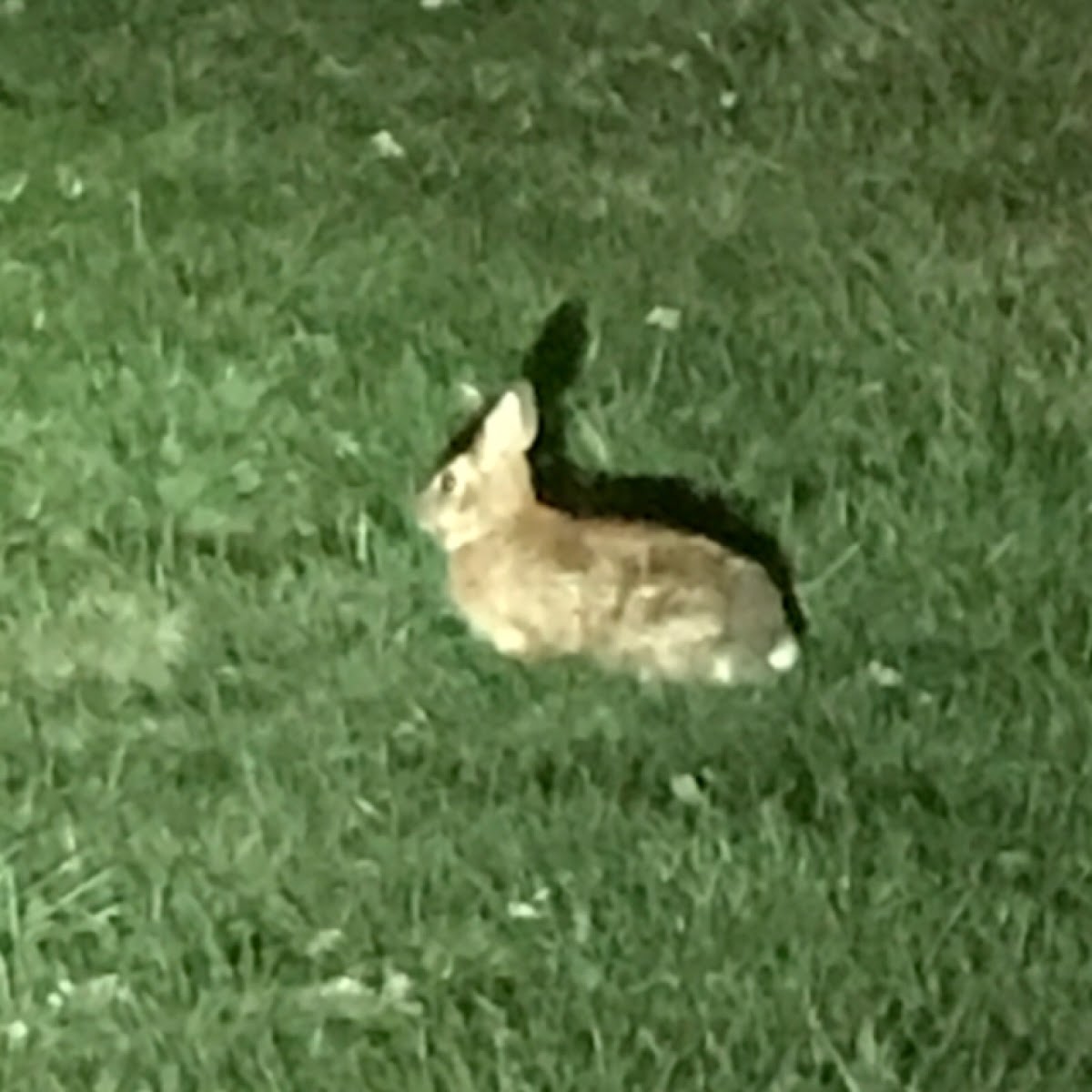 Eastern Cottontail Rabbit