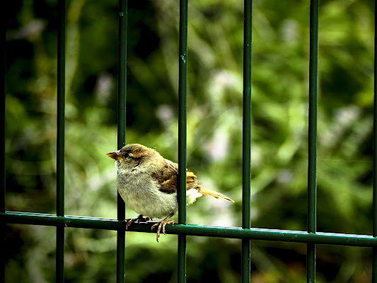 Lo sguardo oltre le sbarre di D. Costantini