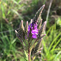 Blue Vervain