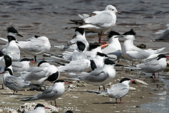 Sandwich Tern; Charrán Patinegro