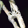 Boiei Huntsman Spider