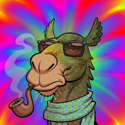 Arabian Camel #6205