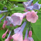 Virginia Bluebell