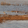 Northern shoveler