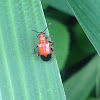 Leaf beetles