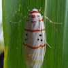 Cyana Moth