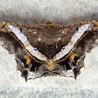 Acacia White Band Moth