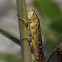 American Bird Grasshopper