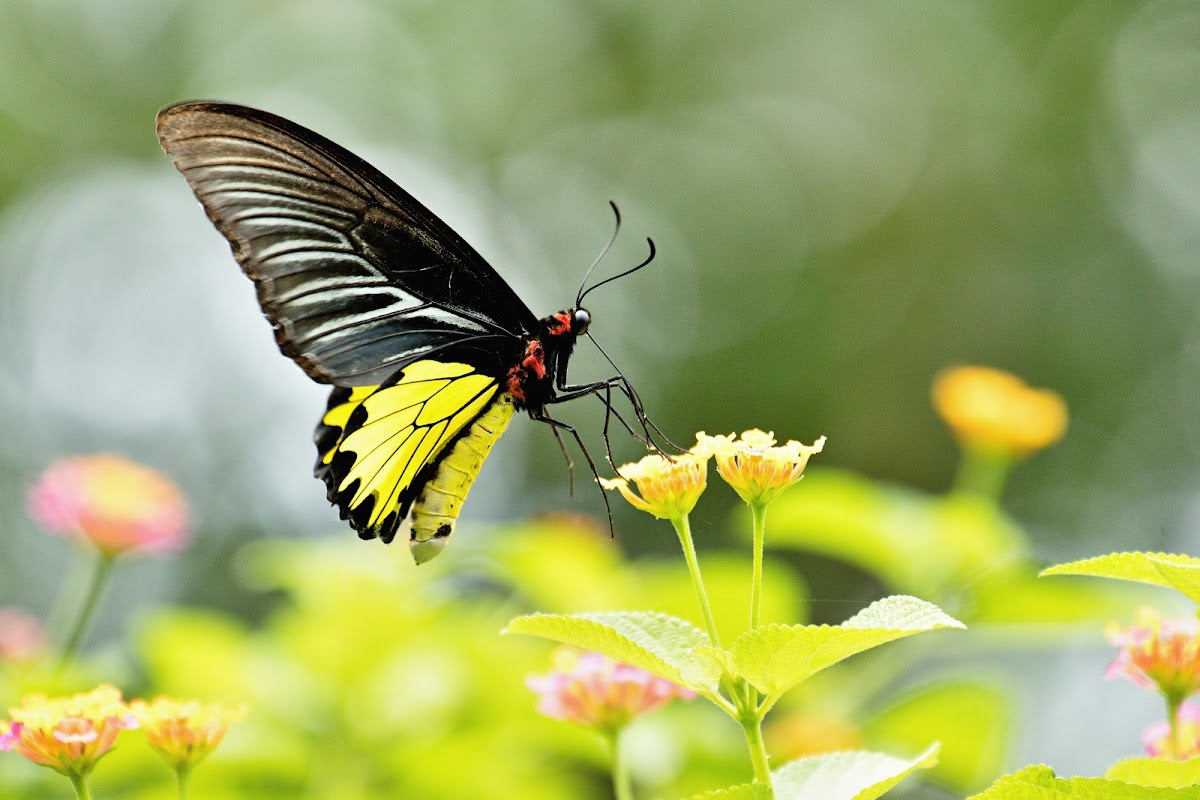 Common Birdwing (裳鳳蝶)