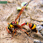 Indian Potter Wasp