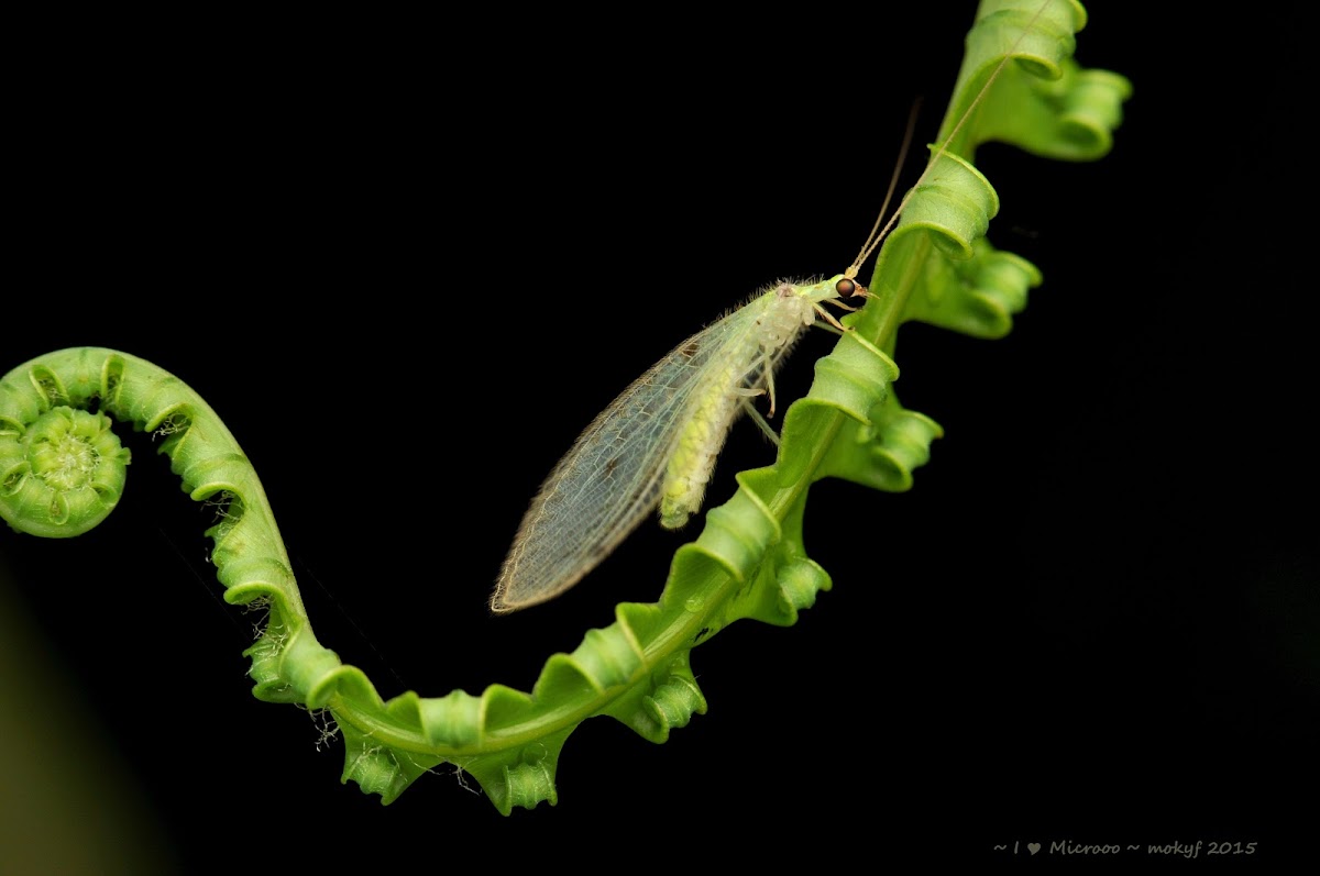 Lacewings