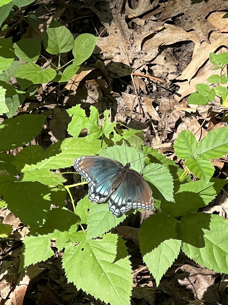 red-spotted admiral butterfly