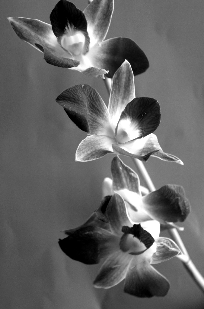 Orchids di wr_d