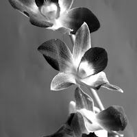 Orchids di 