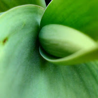 Il verde che sboccia di 