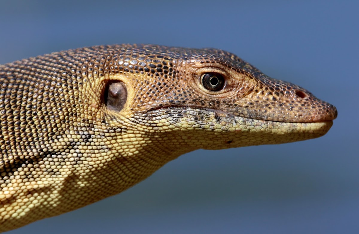 Mertens’ water monitor