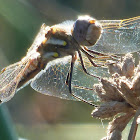 Variegated Meadowhawk