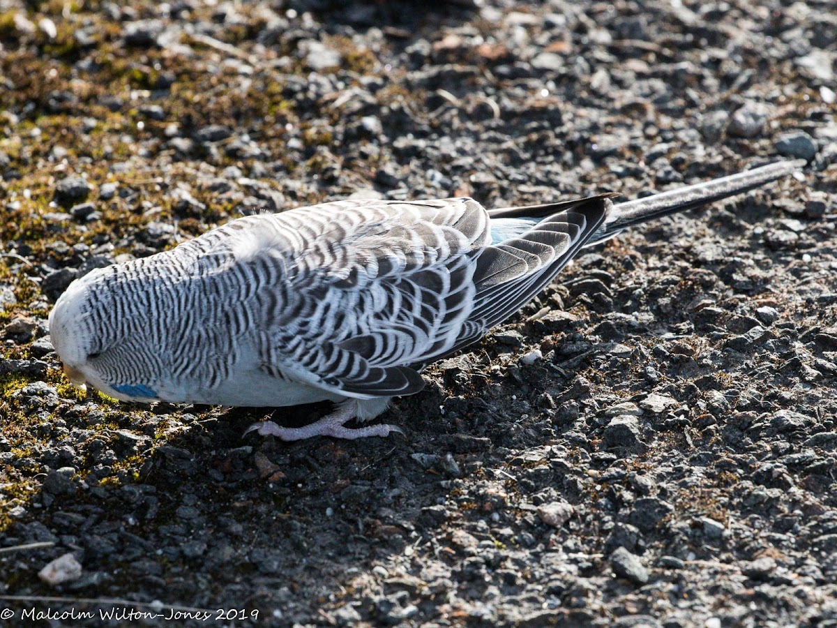 Budgerigar