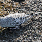 Budgerigar