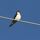 violet green swallow