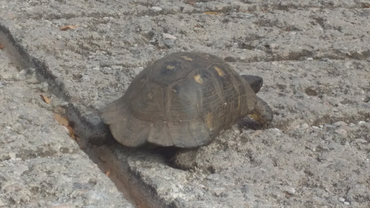 Marginated Tortoise