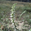 White Sweet Clover