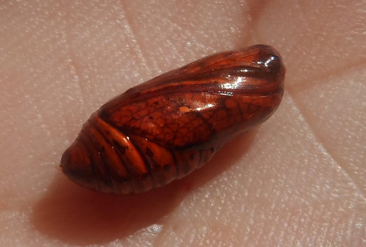 Lophocampa pupa