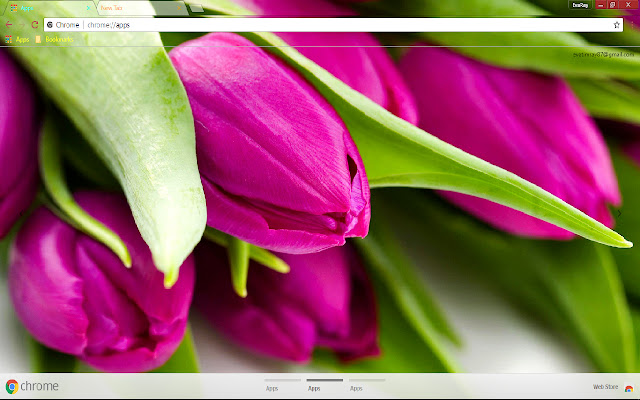 Colorful Flower Green Pink Tulip chrome extension