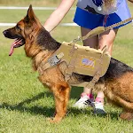 Khaki Harness 2 Flag