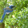 California Scrub jay