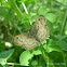 Hoary Skipper