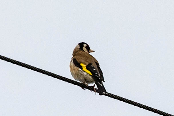 Goldfinch