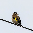 Goldfinch