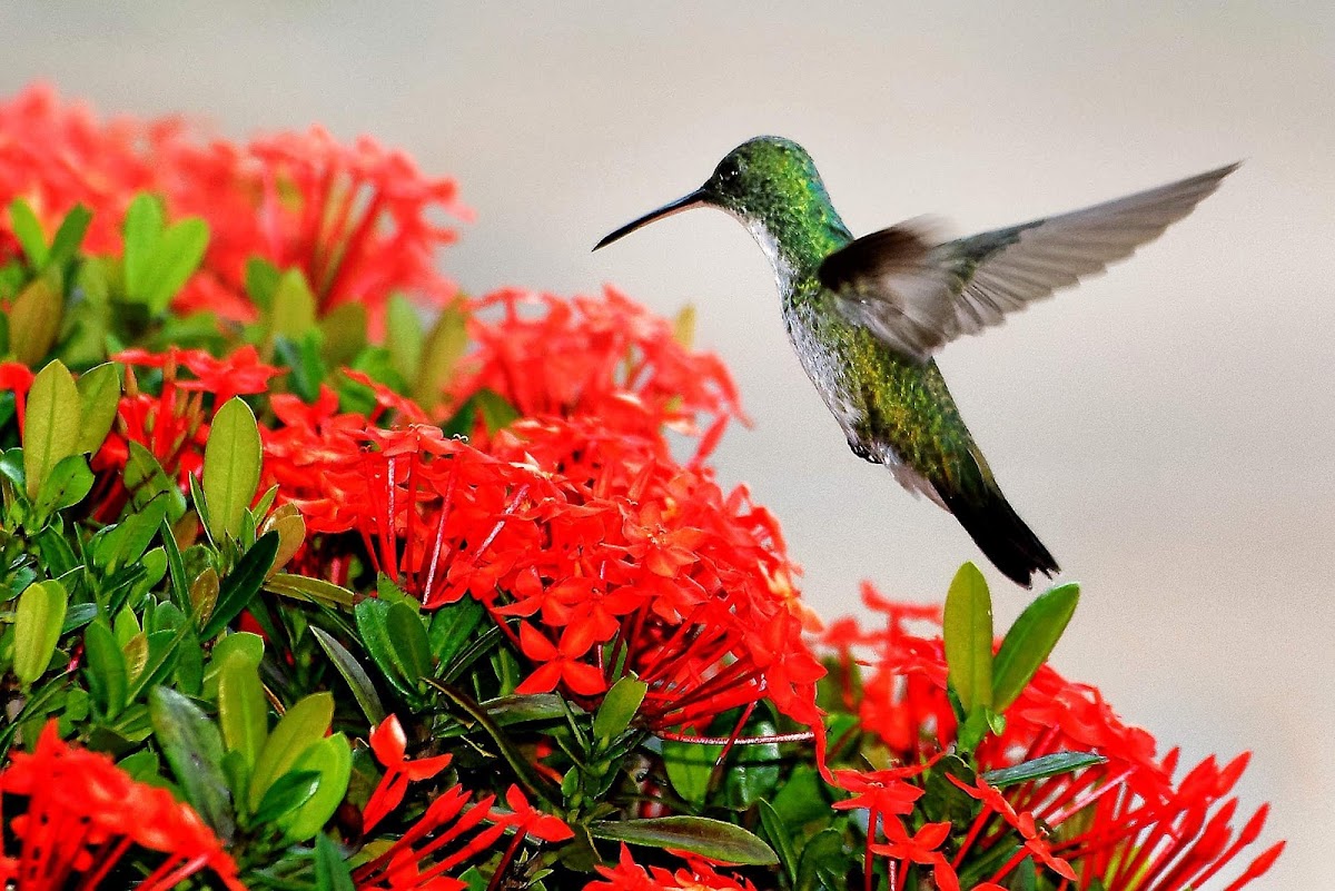 Beija-flor-de-barriga-branca (Plain-bellied Emerald)