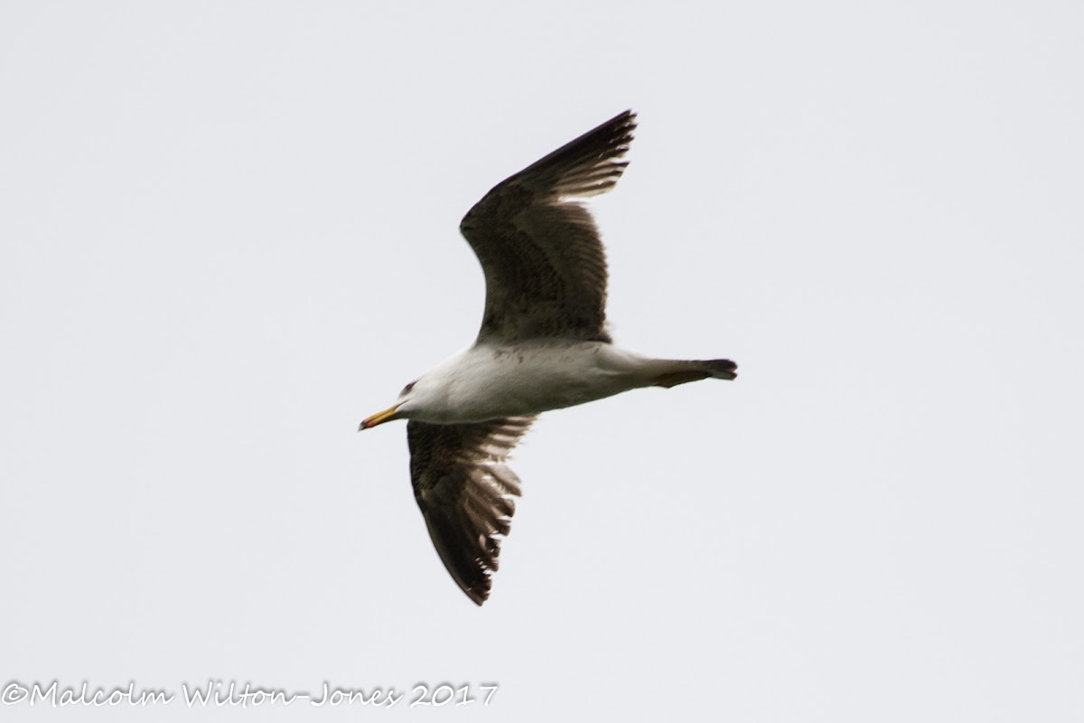 Lesser Black-backed Gull