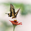 Western Giant Swallowtail