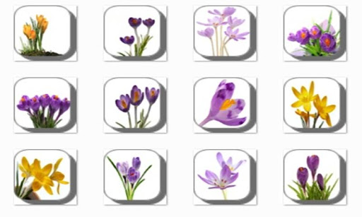 New Crocus Flowers Onet Game