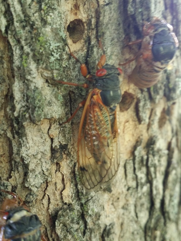 Periodical Cicada