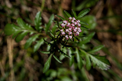 Centranthus calcitrapae